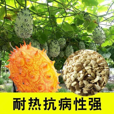 大果火参果种子