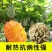 大果火参果种子
