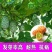大果火参果种子