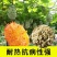 大果火参果种子