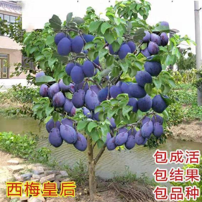西梅树苗嫁接蓝蜜西梅皇后树苗李子树苗南北方种植盆地栽当年