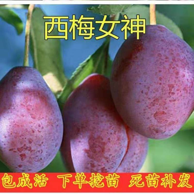 西梅树苗嫁接蓝蜜西梅皇后树苗李子树苗南北方种植盆地栽当年