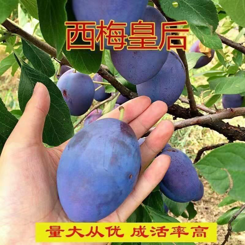西梅树苗嫁接蓝蜜西梅皇后树苗李子树苗南北方种植盆地栽当年