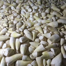 大量供应新鲜楠竹笋，罐头笋压榨笋欢迎厂家过来对接。