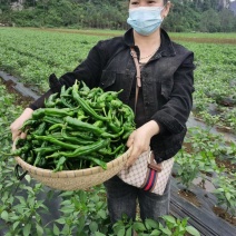 长豆角辣椒即将大量上市