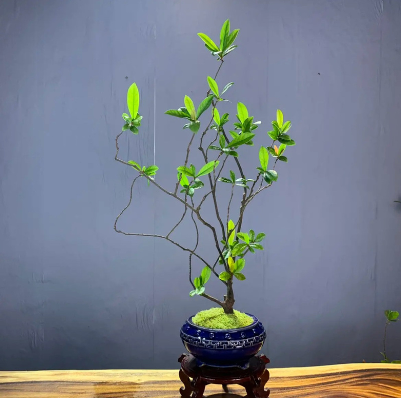 小叶勒竹石斑木/春花。海岛龙船花