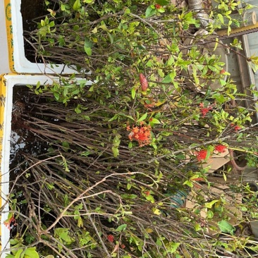 小叶勒竹石斑木/春花。海岛龙船花
