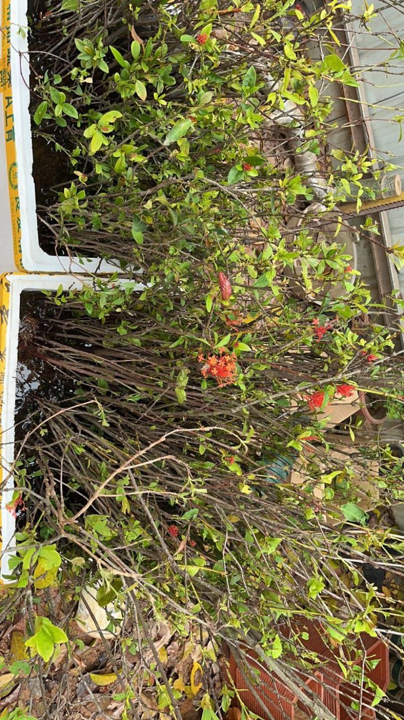 小叶勒竹石斑木/春花。海岛龙船花