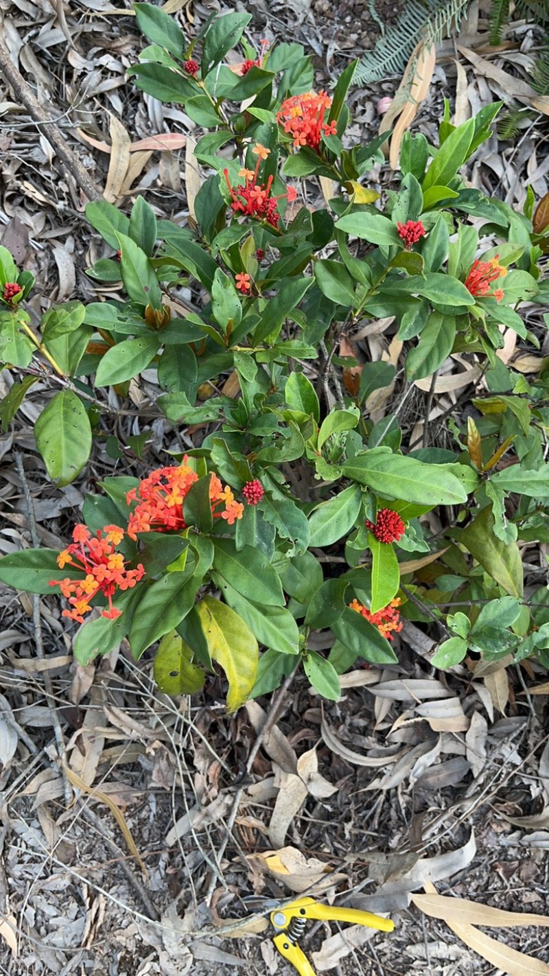 小叶勒竹石斑木/春花。海岛龙船花
