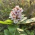 小叶勒竹石斑木/春花。海岛龙船花