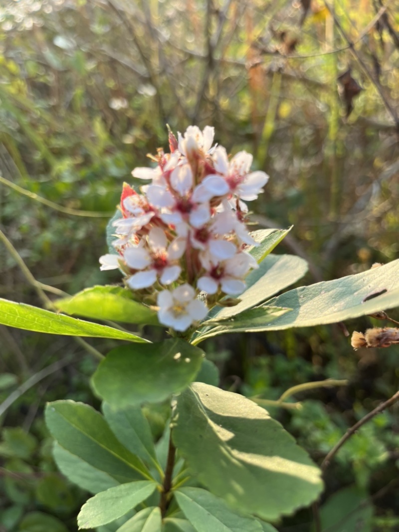 小叶勒竹石斑木/春花。海岛龙船花