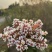 小叶勒竹石斑木/春花。海岛龙船花
