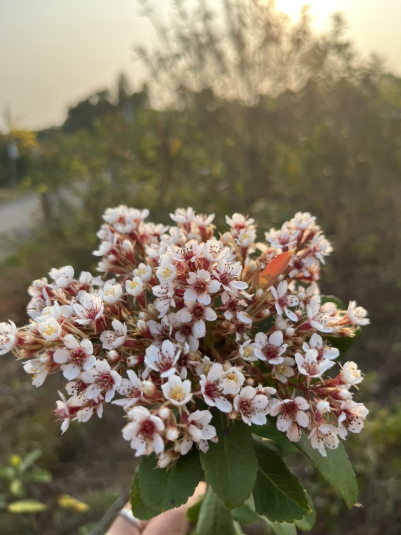 小叶勒竹石斑木/春花。海岛龙船花