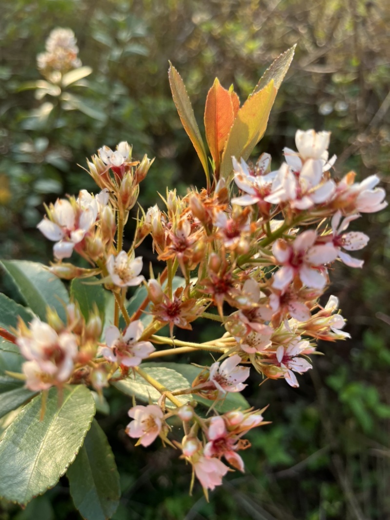 小叶勒竹石斑木/春花。海岛龙船花