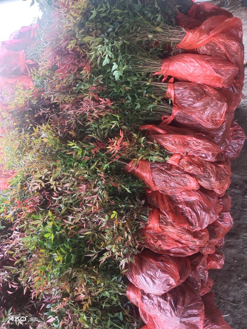 优质观赏品种南天竹秋天观叶冬季观果基地大量批发