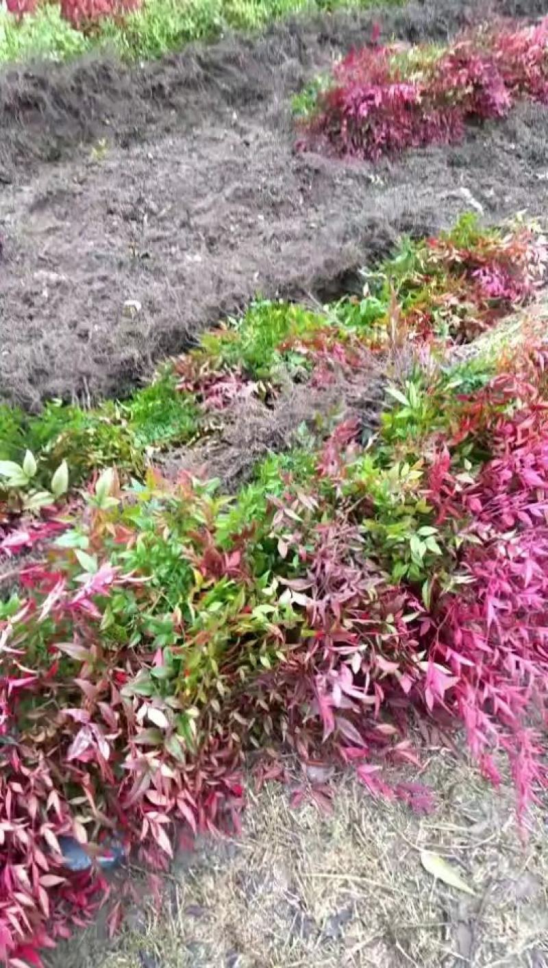 优质观赏品种南天竹秋天观叶冬季观果基地大量批发