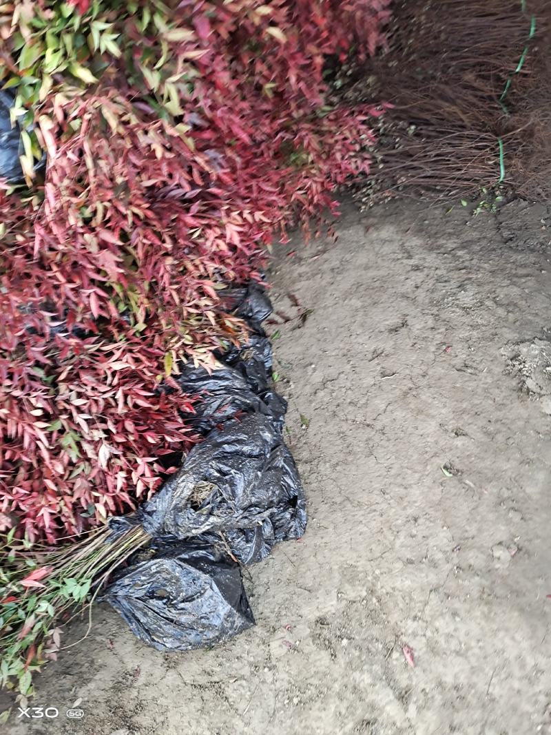 优质观赏品种南天竹秋天观叶冬季观果基地大量批发