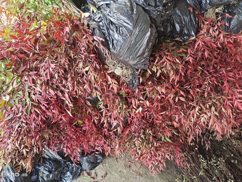 优质观赏品种南天竹秋天观叶冬季观果基地大量批发