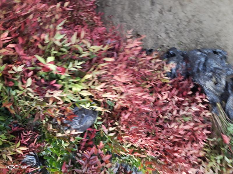 优质观赏品种南天竹秋天观叶冬季观果基地大量批发