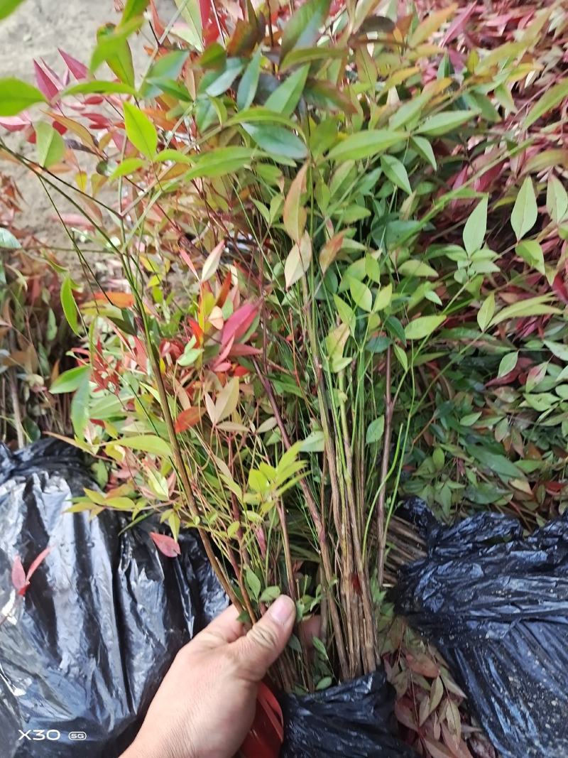 优质观赏品种南天竹秋天观叶冬季观果基地大量批发