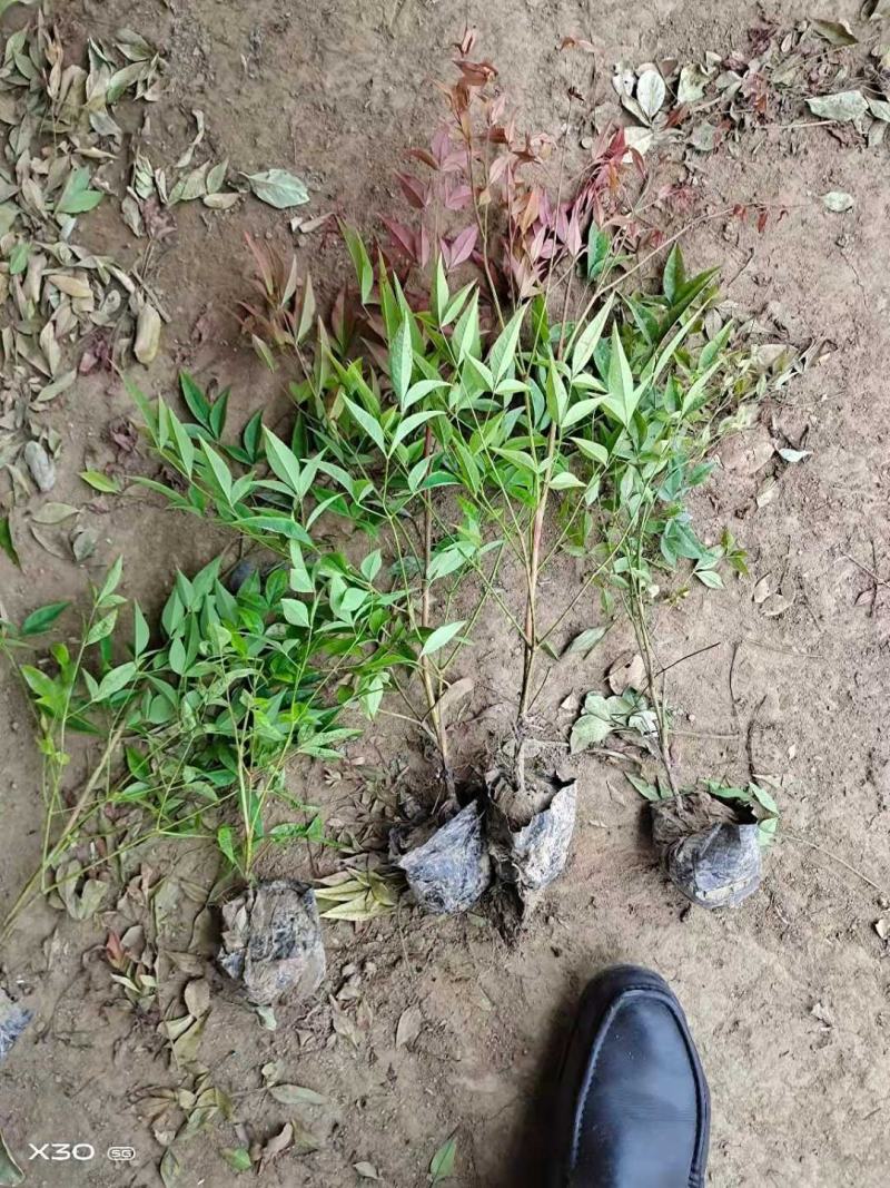 优质观赏品种南天竹秋天观叶冬季观果基地大量批发