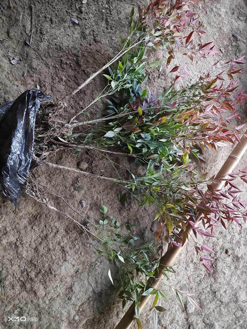 优质观赏品种南天竹秋天观叶冬季观果基地大量批发