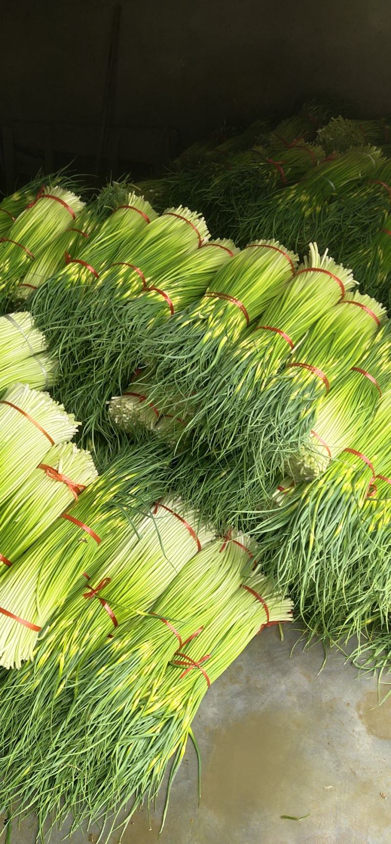 蒜薹通货50~60cm