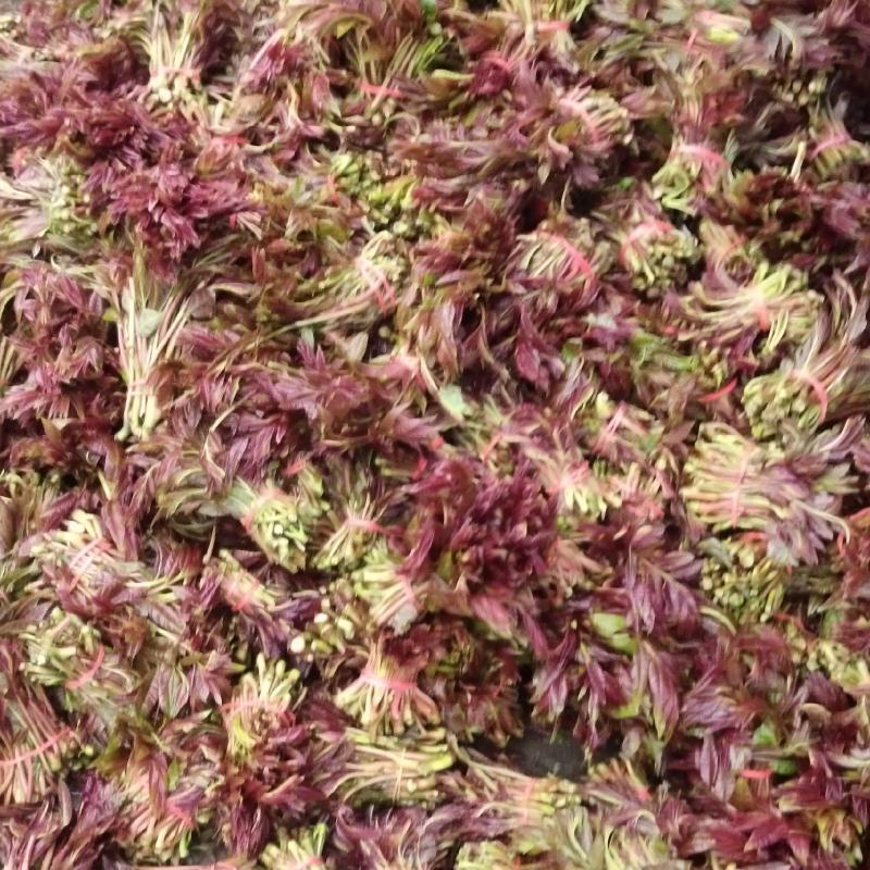 香椿芽大量上货中价格实惠质量保证欢迎全国客商联系