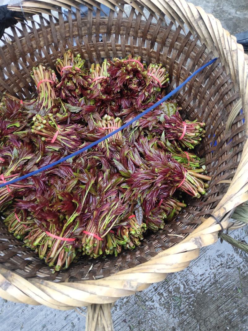香椿芽大量上货中价格实惠质量保证欢迎全国客商联系