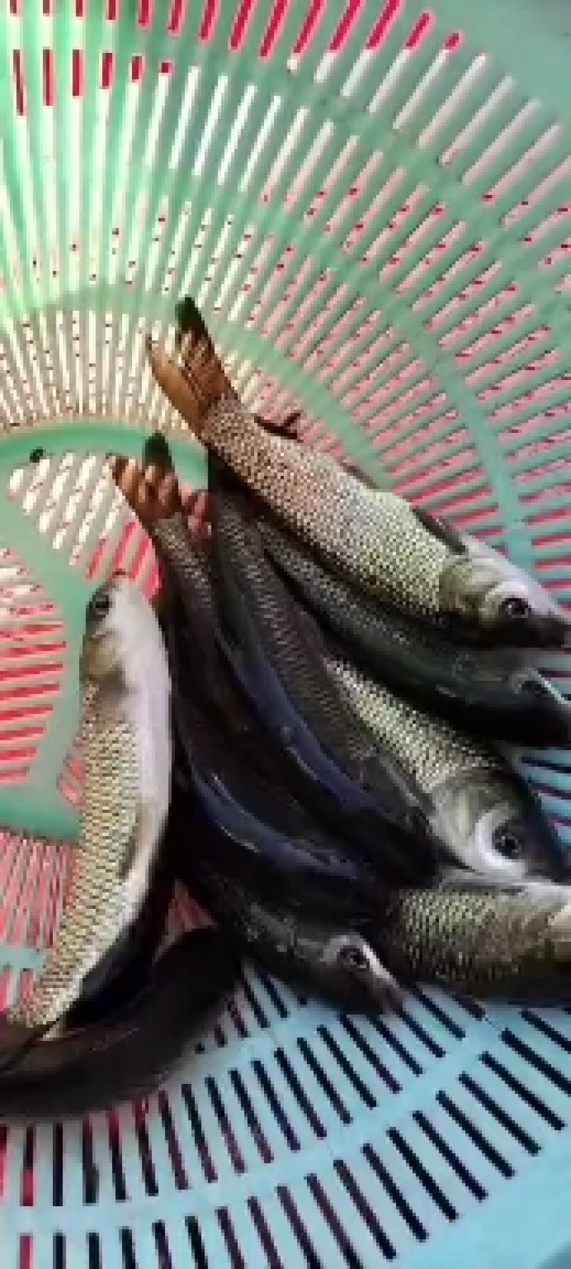 各种规格鱼苗，自己鱼塘养的，成活率高，生长速度快量大优惠