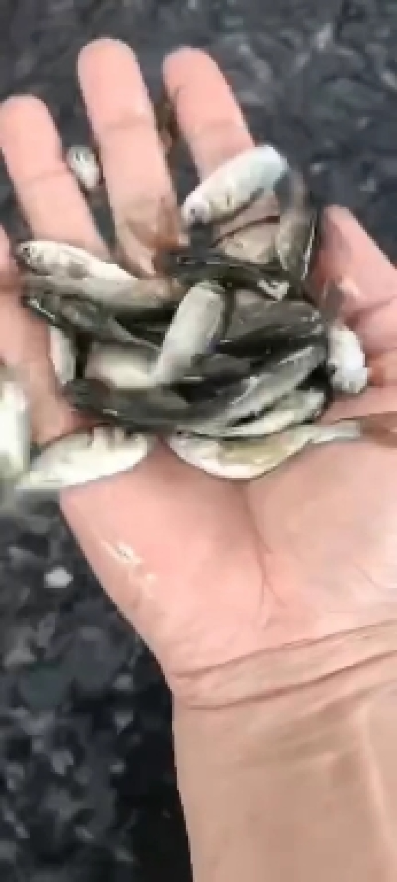 各种规格鱼苗，自己鱼塘养的，成活率高，生长速度快量大优惠