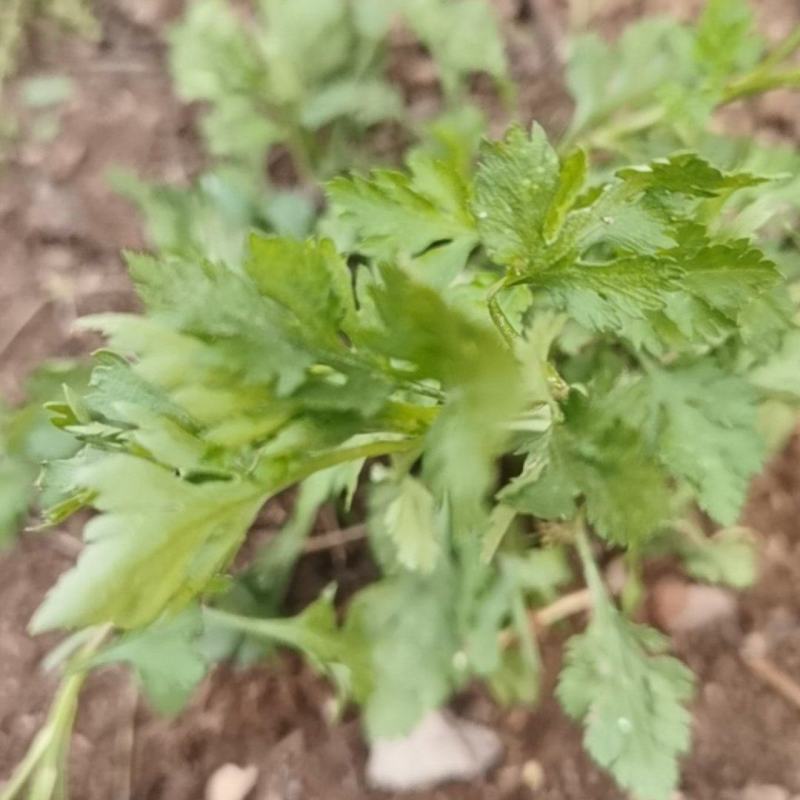 南京菊花脑菜苗食用菊花菜野生四季都可种植，来电优惠发