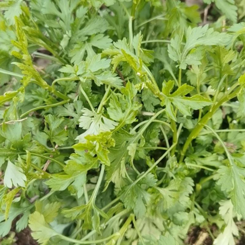 南京菊花脑菜苗食用菊花菜野生四季都可种植，来电优惠发