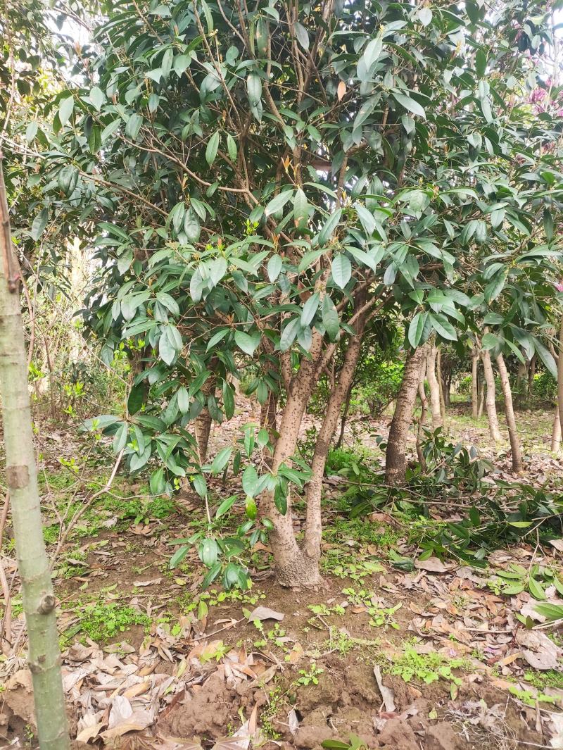 桂花，八月桂，红花桂，日香桂，月月桂，四季桂