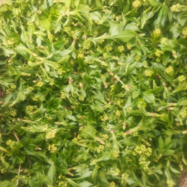 珍珠花鲜品