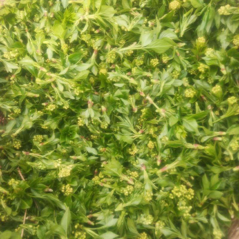 珍珠花鲜品