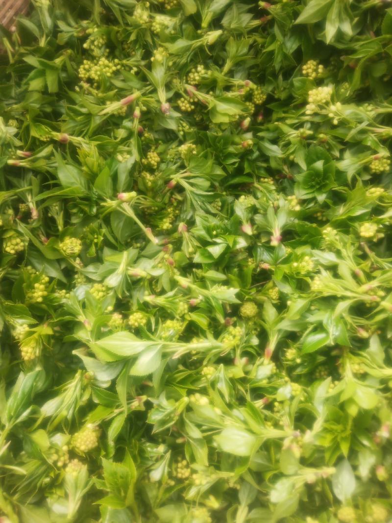 珍珠花鲜品