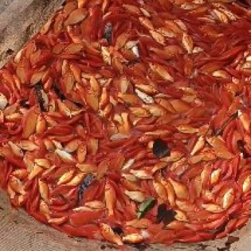 一斤二三十条的红草大量出，15一斤