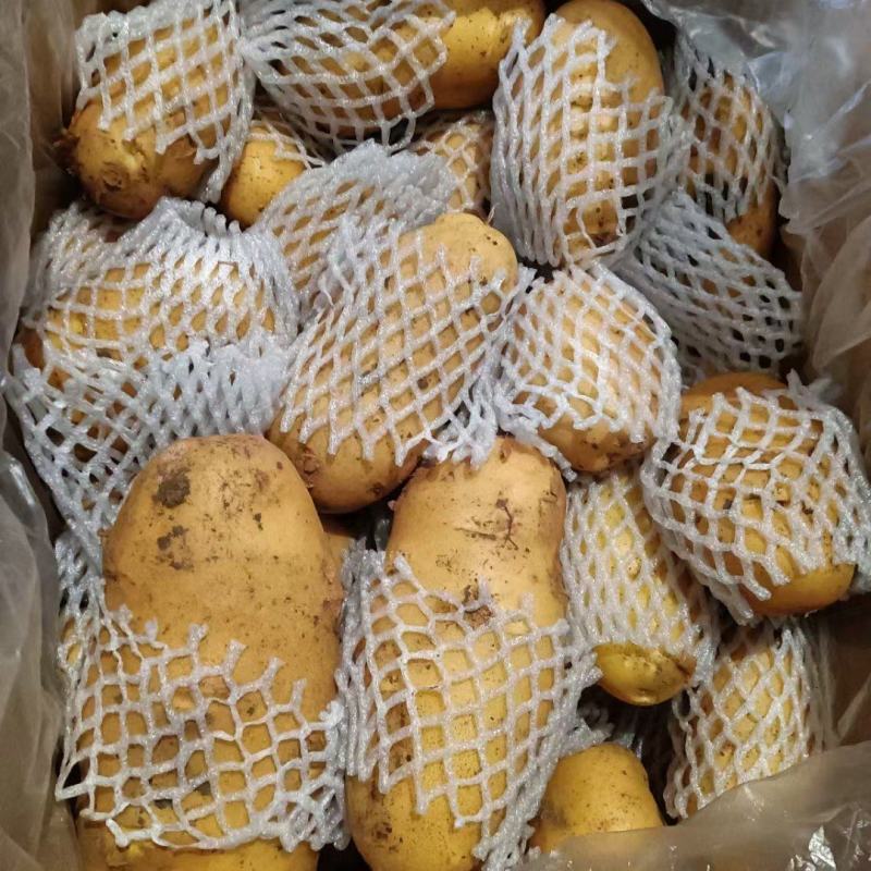 冷库荷兰十五土豆，箱货袋子货，全国发货