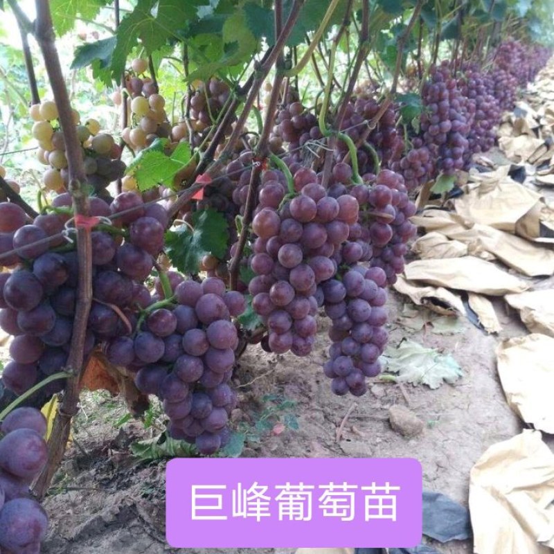 巨峰葡萄苗草莓香味的葡萄甜甜的好吃营养杯苗，包正品苗