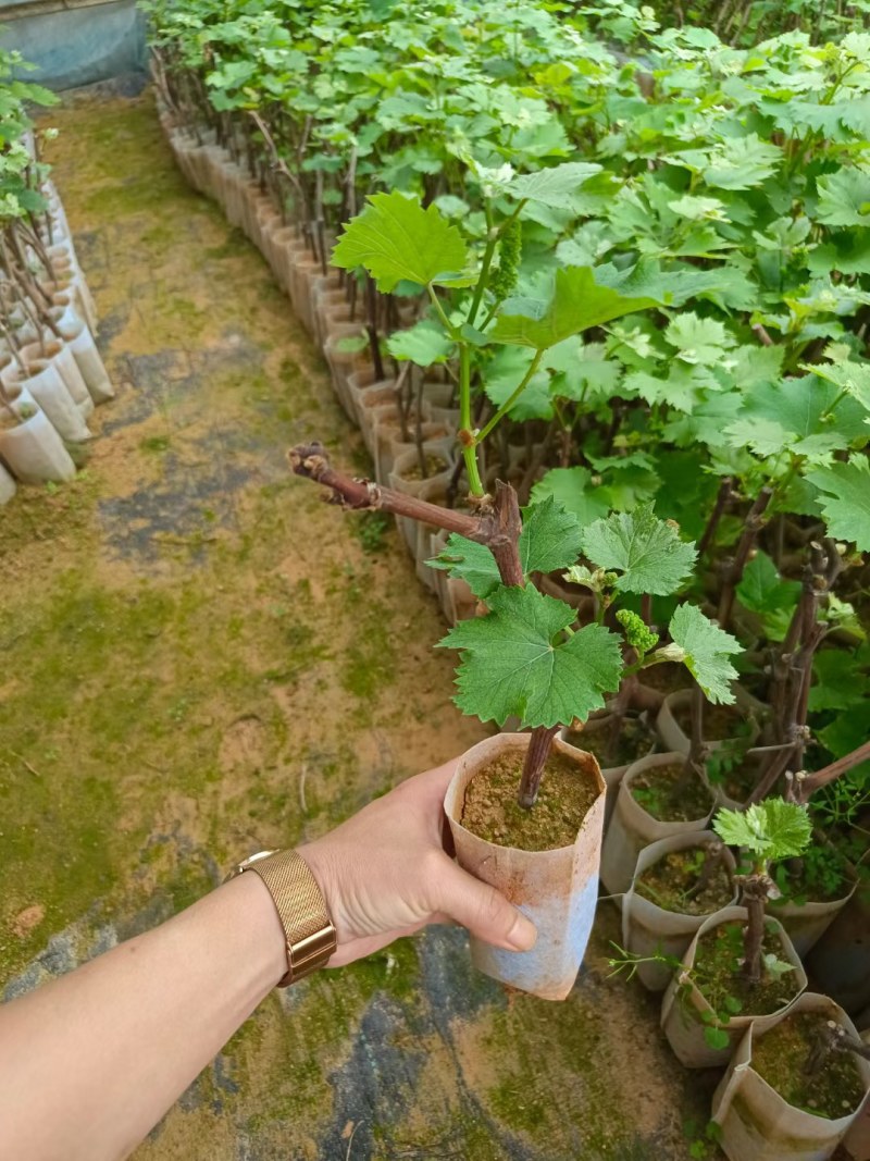 巨峰葡萄苗草莓香味的葡萄甜甜的好吃营养杯苗，包正品苗