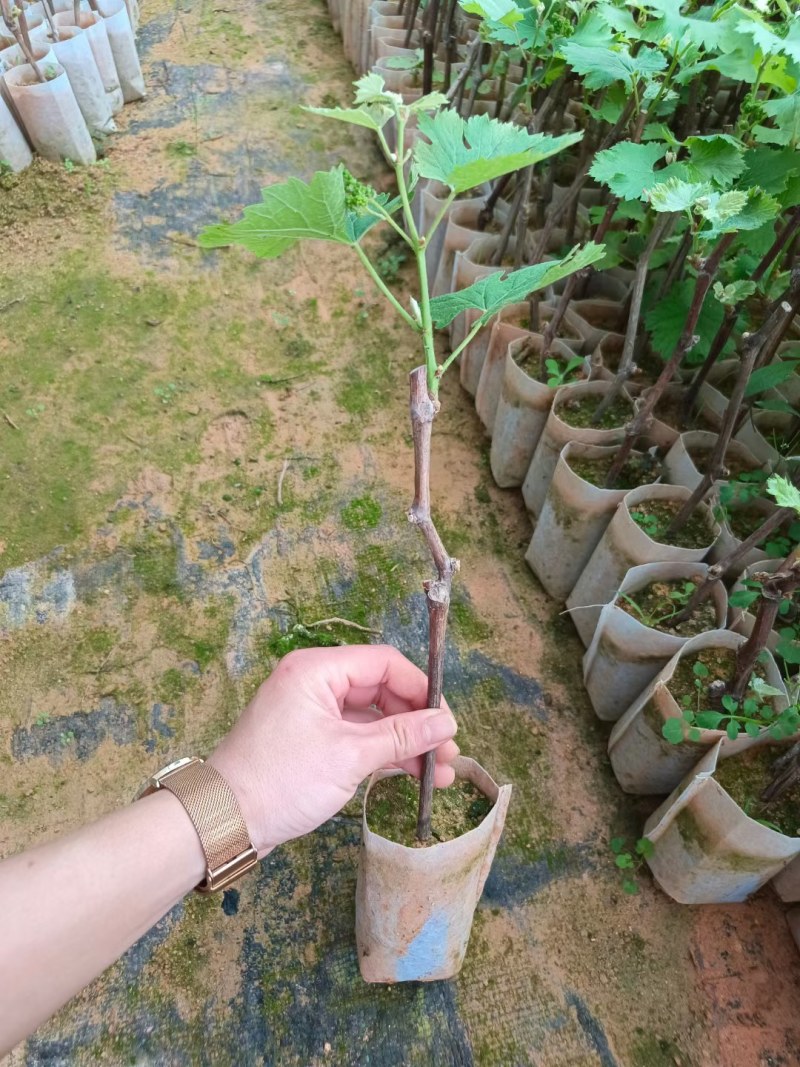 巨峰葡萄苗草莓香味的葡萄甜甜的好吃营养杯苗，包正品苗