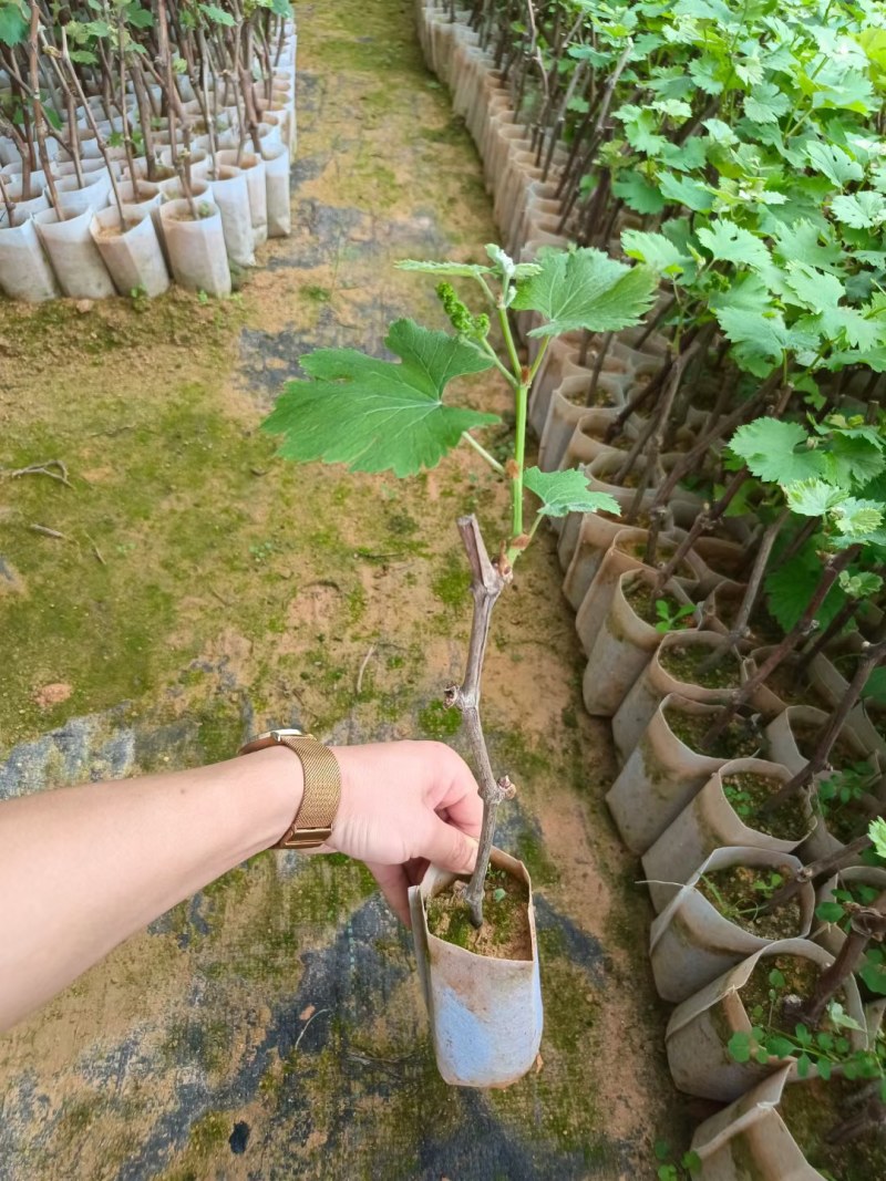 巨峰葡萄苗草莓香味的葡萄甜甜的好吃营养杯苗，包正品苗