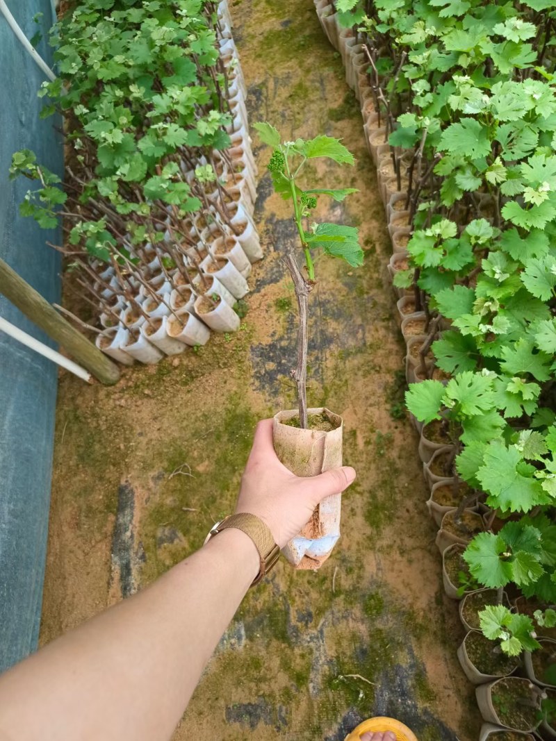 巨峰葡萄苗草莓香味的葡萄甜甜的好吃营养杯苗，包正品苗