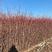 美国红枫红冠小苗2—5cm大量出售变色一致性好，根系发达