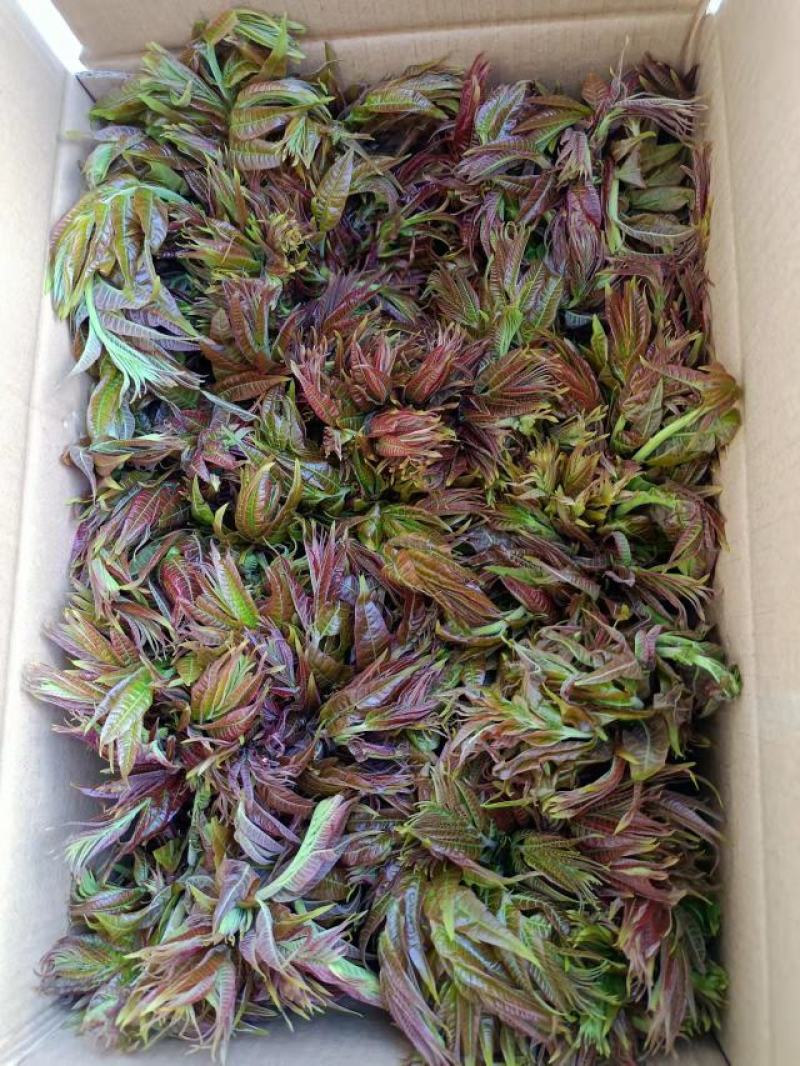 商洛山阳野生精品香椿芽