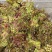 商洛山阳野生精品香椿芽