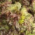 商洛野生香椿芽