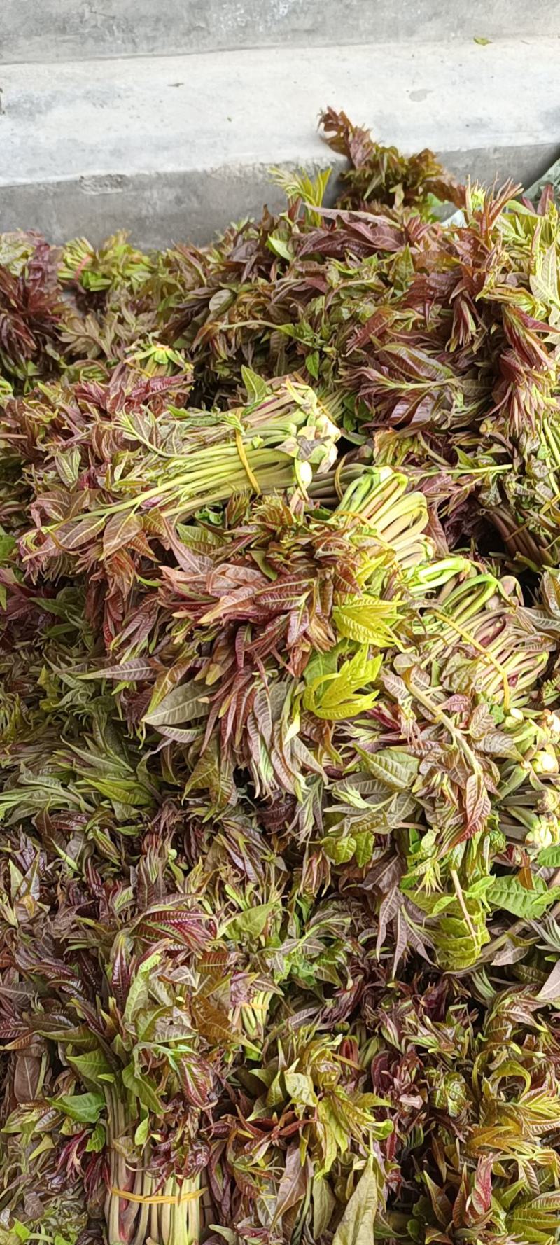 商洛野生香椿芽