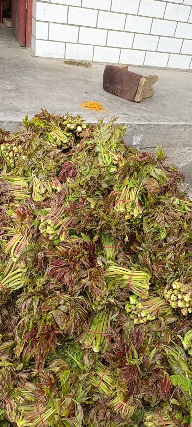 商洛野生香椿芽